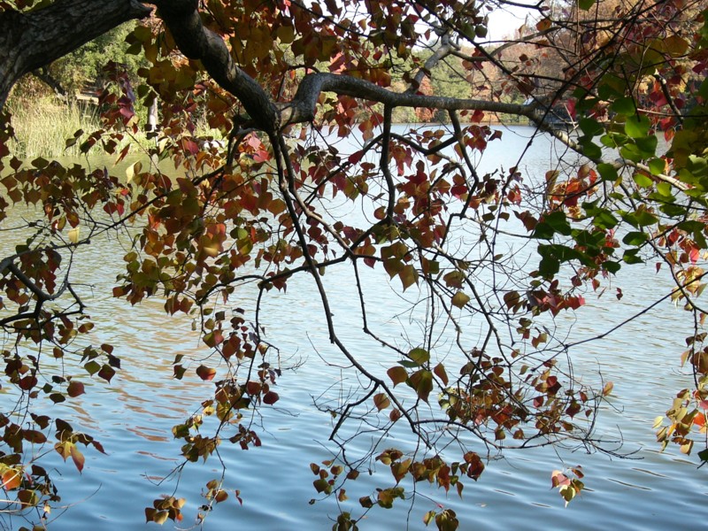 branches at waters edge.JPG